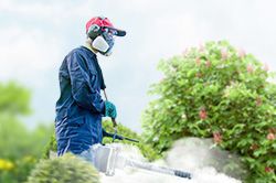 Обработка сада от паразитов - необходимые меры и их регулярность  в Луганске