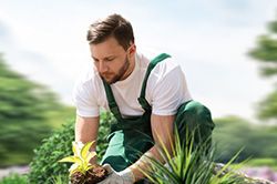 Озеленение и городское благоустройство, создание комфортной среды  в Луганске