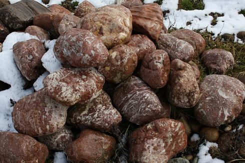 Kamenclub.ru: Розовый валунчик фр.100-300 мм.  купить в Луганске крупный природный камень розовый, серый молочный красный речной галечник природный 7850 руб/т   фото КАМЕНЬ КЛУБ