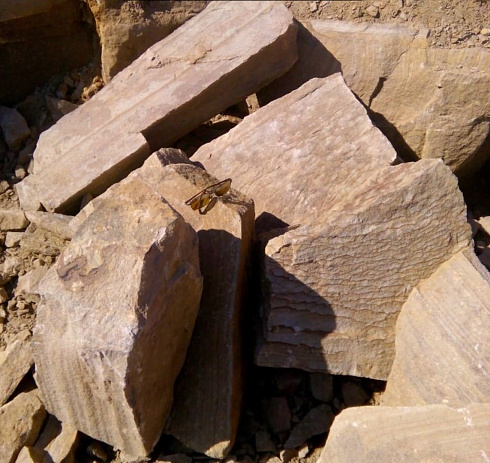 Kamenclub.ru: Песчаник пластушка желтый с рисунком (7-15 см)  купить в Луганске плитняк - пластушка - бут желтый песчаник 10200 руб/м3   фото КАМЕНЬ КЛУБ