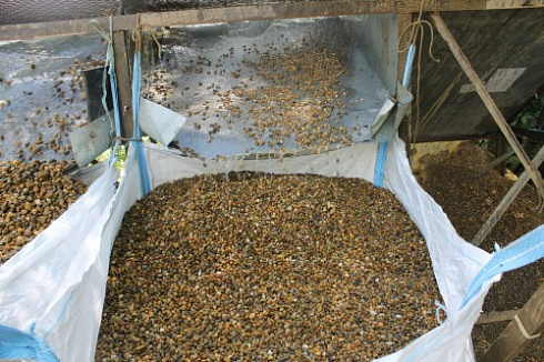 Kamenclub.ru: Галька окат (серо-желтая) фр.10-20 мм. купить  в Луганске галька серо-желтая, рыжая, серый речная окатанная округлая галька 5000 руб/т   фото КАМЕНЬ КЛУБ