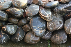 Kamenclub.ru: Валунчик Паутинник фр.100-300 мм  купить в Луганске крупный природный камень галечник темно-серый с прожилками белый черный речной валунчик 5000 руб/т   фото КАМЕНЬ КЛУБ