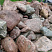 Kamenclub.ru: Конгломераты фр. 300-1000 мм.  купить в Луганске кварц мрамор диабаз коричневый, серый зеленоватый речной валун крупный 6500 руб/т   фото КАМЕНЬ КЛУБ