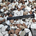 Kamenclub.ru: Мраморная крошка (щебень крошка микс : белый-черный-розовый) фр. 20-40 мм.  купить в Луганске мрамор белый, черный, розовый декоративная ландшафтная крошка 12000 руб/т   фото КАМЕНЬ КЛУБ