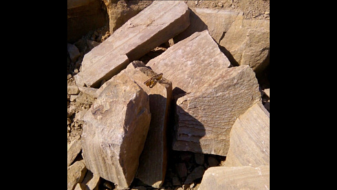 Kamenclub.ru: Песчаник пластушка желтый с рисунком (4-6 см)  купить в Луганске плитняк пластушка желтый с рисунком песчаник 9 000 руб/м3   фото КАМЕНЬ КЛУБ