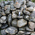 Kamenclub.ru: Валунчик Паутинник фр.100-300 мм  купить в Луганске крупный природный камень галечник темно-серый с прожилками белый черный речной валунчик 5000 руб/т   фото КАМЕНЬ КЛУБ