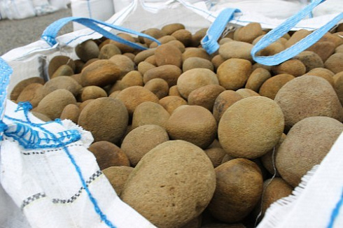 Kamenclub.ru: Песчаник ядра, фр. 100-300 мм  купить в Луганске песчаник бежевый серый рыжий речная галька 5 000 руб/т   фото КАМЕНЬ КЛУБ