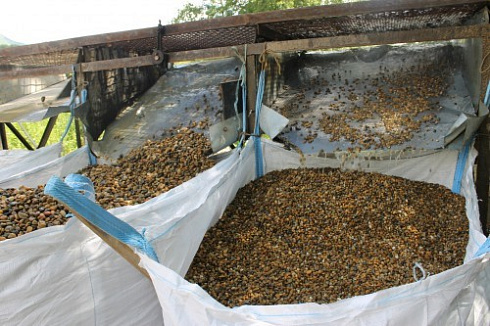 Kamenclub.ru: Галька окат (серо-желтая) фр.10-20 мм. купить  в Луганске галька серо-желтая, рыжая, серый речная окатанная округлая галька 5000 руб/т   фото КАМЕНЬ КЛУБ