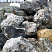 Kamenclub.ru: Черный гранит - кварцит фр. 100-500 мм.  купить в Луганске мрамор гранит черный с белыми прожилками, серый, белый валун скальный колотый 7000 руб/т   фото КАМЕНЬ КЛУБ