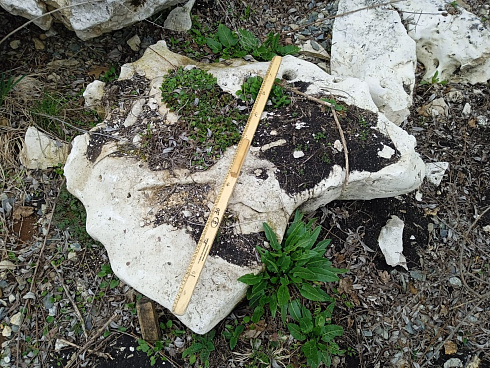 Kamenclub.ru: Выветренный известняк со мхом фр. 100-500 мм.  купить в Луганске известняк серый белый зеленый валун известняковый крупный 10000 руб/т   фото КАМЕНЬ КЛУБ