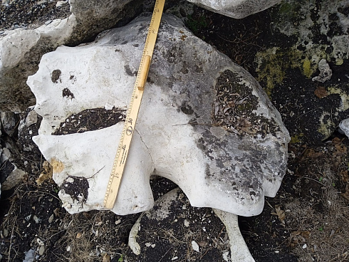 Kamenclub.ru: Выветренный известняк (степной) фр. 500-1500 мм.  купить в Луганске    10000 руб/т   фото КАМЕНЬ КЛУБ