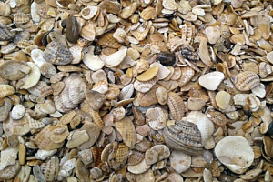 Морская ракушка фр. 5-20 мм  купить в Луганске фото Камень Клуб